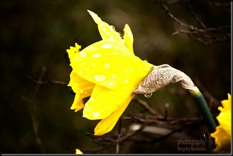 blom_20120421_daffodil