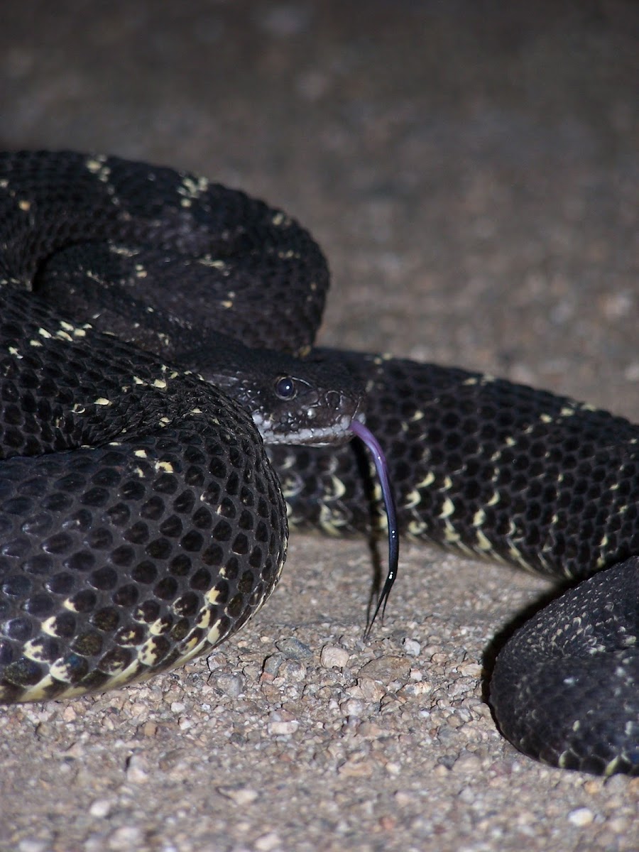 Arizona Black Rattlesnake