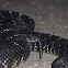 Arizona Black Rattlesnake