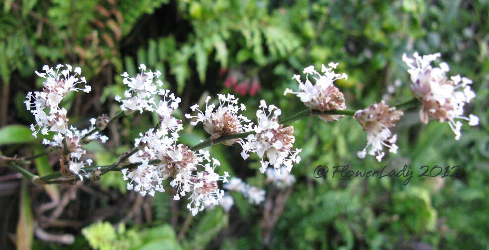 [01-30-callisia-fragrans%255B4%255D.jpg]