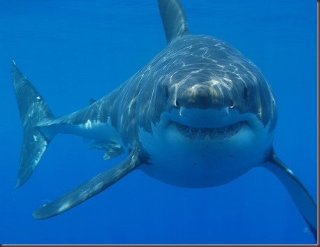 Amazing Animals Pictures White Shark (1)