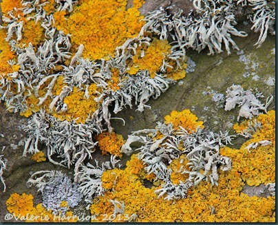 6-lichen