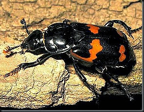 Red and Black Burying or Sextant Beetle   Nicrophorus Sayi