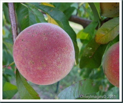 peaches0716 (3)