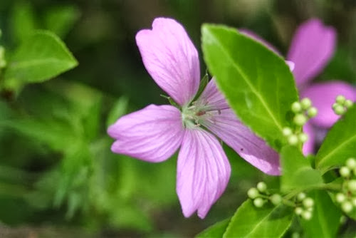 20090627 (1) (Small)