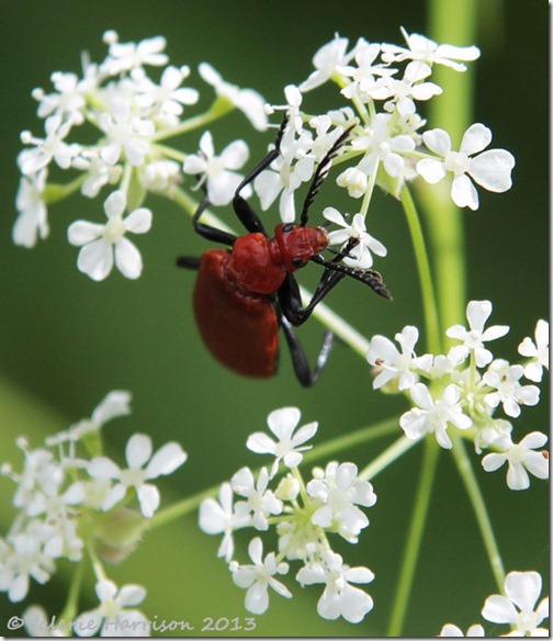 13 red-headed-cardinal-beetle