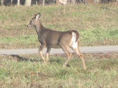11.2011 Maine Otisfield deer in apple farm field1