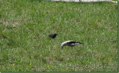 BrownHeaded Cowbird_Clarks Nutcracker