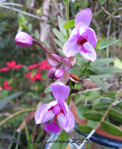 [01-22-grnd-orchids%255B4%255D.jpg]