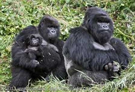 rwanda mountain gorillas