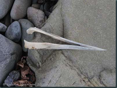 16-lower-mandible-gannet-pos