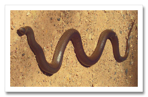 Eastern Brown Venom Snake