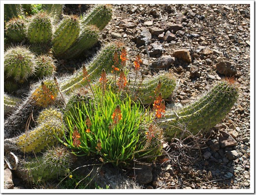 120414_RBG_Bulbine-frutescenes- -cactus