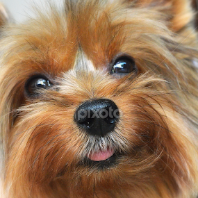 by Tupu Kuismin - Animals - Dogs Portraits