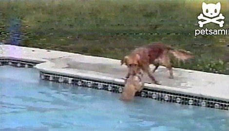 [Amazing-Dog-Lifeguard-Rescues-Pup-03%255B2%255D.jpg]