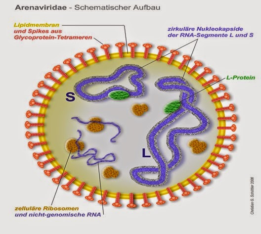 Arenaviridae-Schema