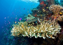 แนวปะการังทับบาทาฮา(Tubbataha Reef )