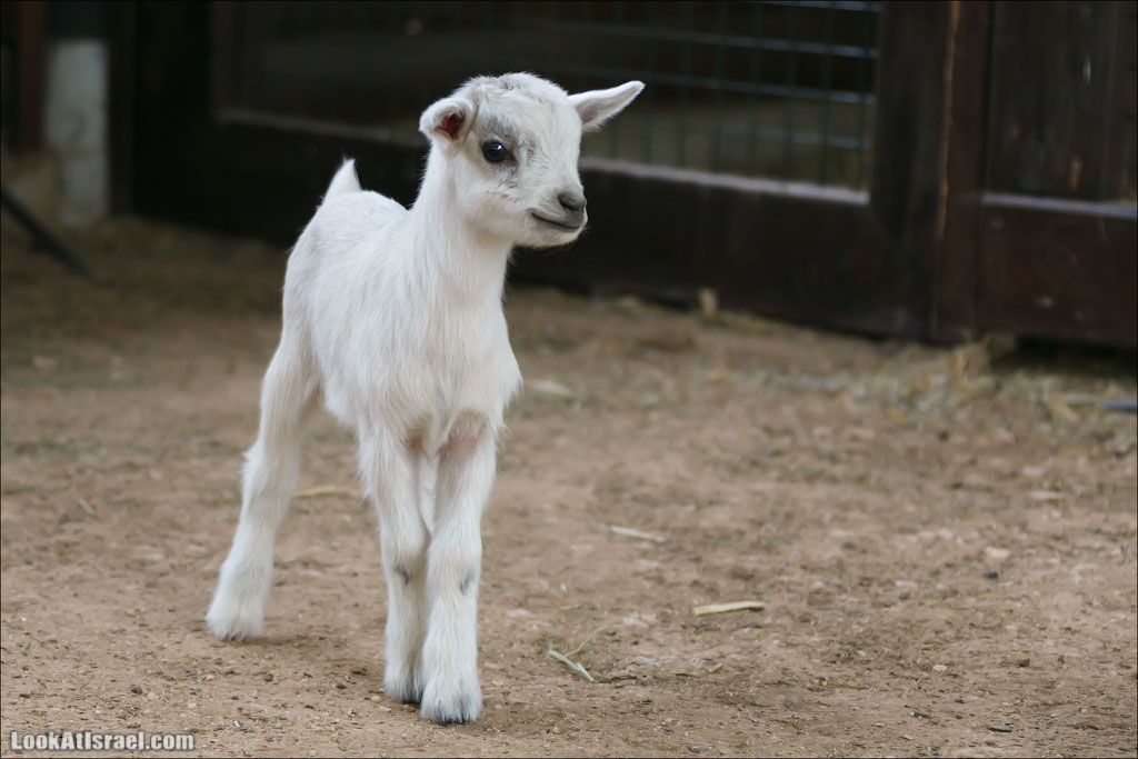 Ган Гуру - парк с кенгуру и другими австралийскими животными | Gan Guru | גן גורו | LookAtIsrael.com - Фото путешествия по Израилю
