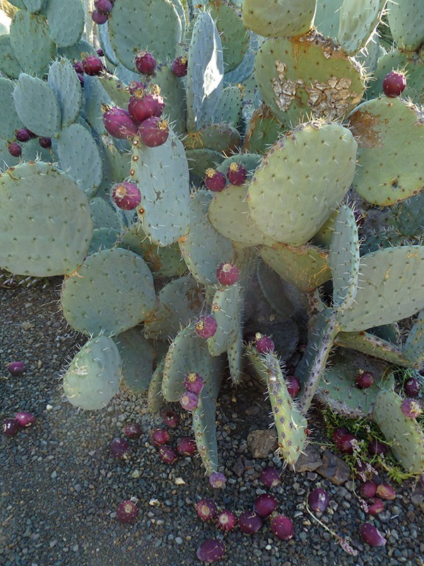 [111008_rbg_Opuntia-with-fruit_01%255B3%255D.jpg]