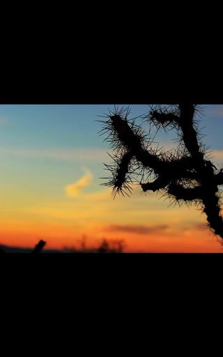 Desert Cactus Live Wallpaper