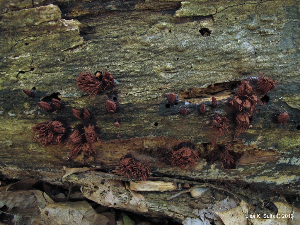 [Stemonitis-group-on-log5.jpg]