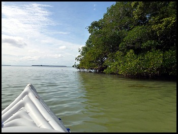 03b - paddled along the mangroves