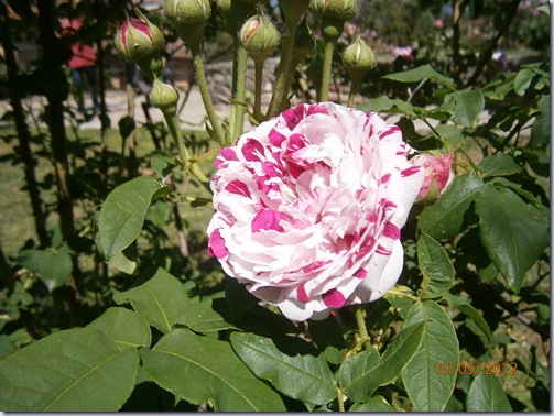 Giardino iris e rose 283