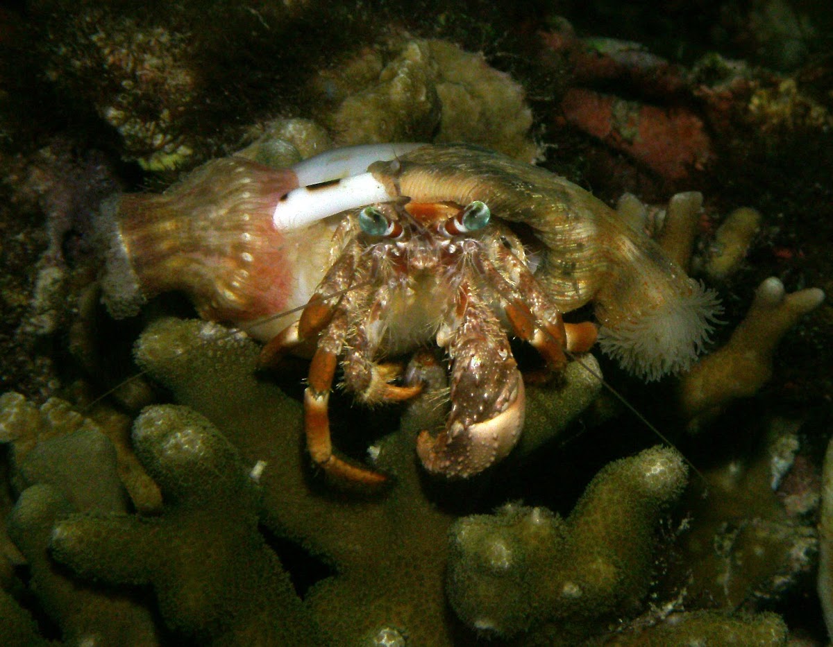 Anemone Hermit Crab