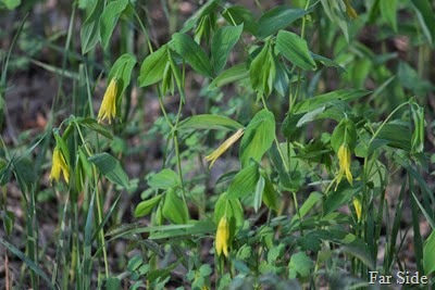 Large Flowered Bellwort or Uvularia grandiflora
