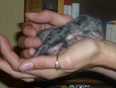 [Kitten2%255B4%255D.png]