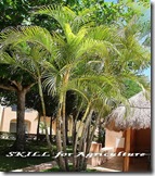 Areca-Palm-Chrysalidocarpus-Lutescens-FlickrPatoNovoa