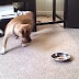 Funny Dogs Scared of Bowls Compilation 2014 [NEW HD]