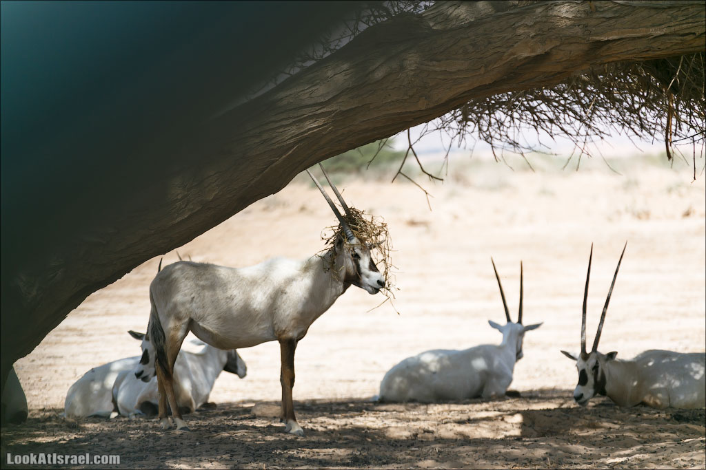 LookAtIsrael.com - Заповедник библейских животных Хай Бар | Hai Bar reserve | חי בר