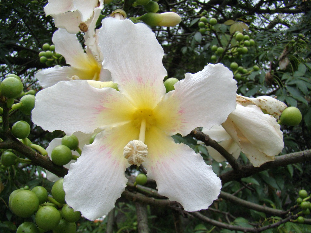 [Ceiba%2520graviozii%255B3%255D.jpg]