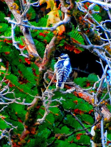 12-13-13 Downy woodpecker-AFF10