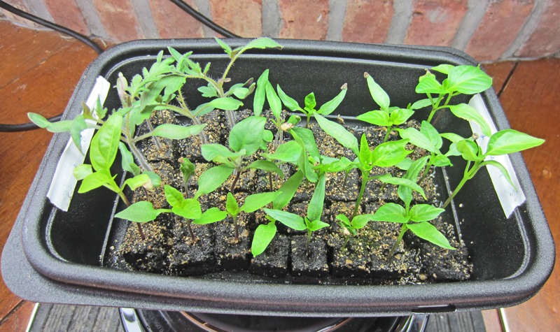 [Tomato-_and_Pepper_seedlings%255B2%255D.jpg]