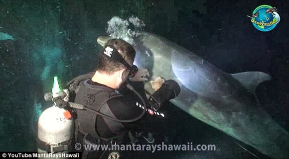 The dolphin was entangled in fishing line and a hook was lodged in its pectoral fin