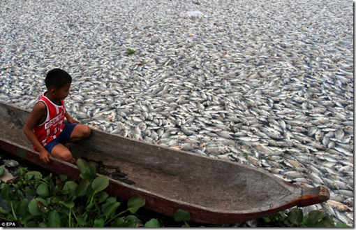 Muertes masivas de peces en Indonesia