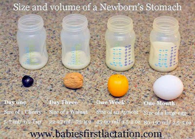 newborn-tummy-size-comparison