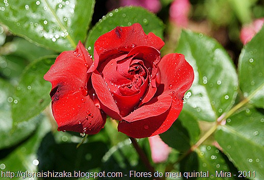 rosa vermelha 9 - Gloria Ishizaka