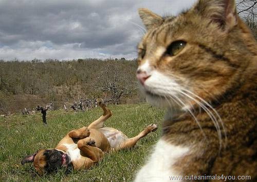 50_Funniest_Animal_Photobombs_Of_All_Time_48