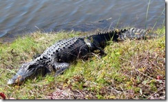 Big aligator basking in the sun on the causeway