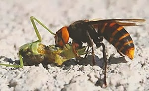 Calabrone gigante cinese divora grossa preda