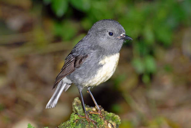 Suara kicau aneka burung jenis robin south island robin