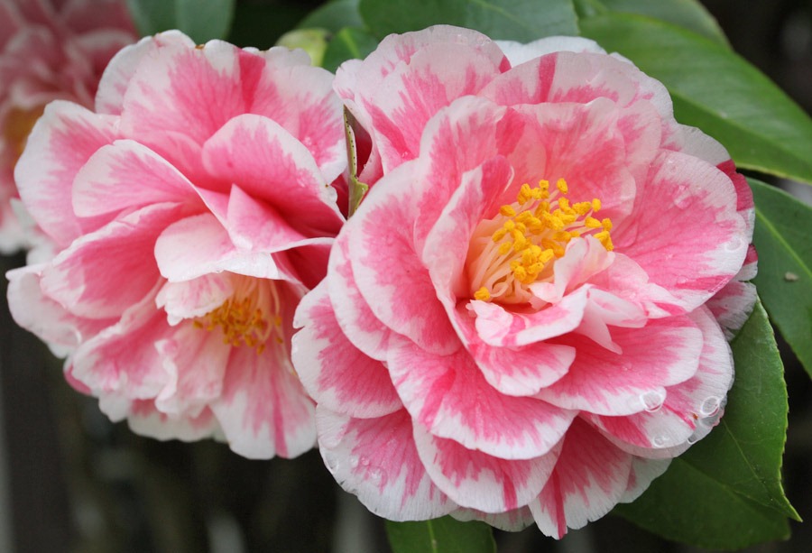 [120317_Capitol_Park_Camellia-japonica_58.jpg]