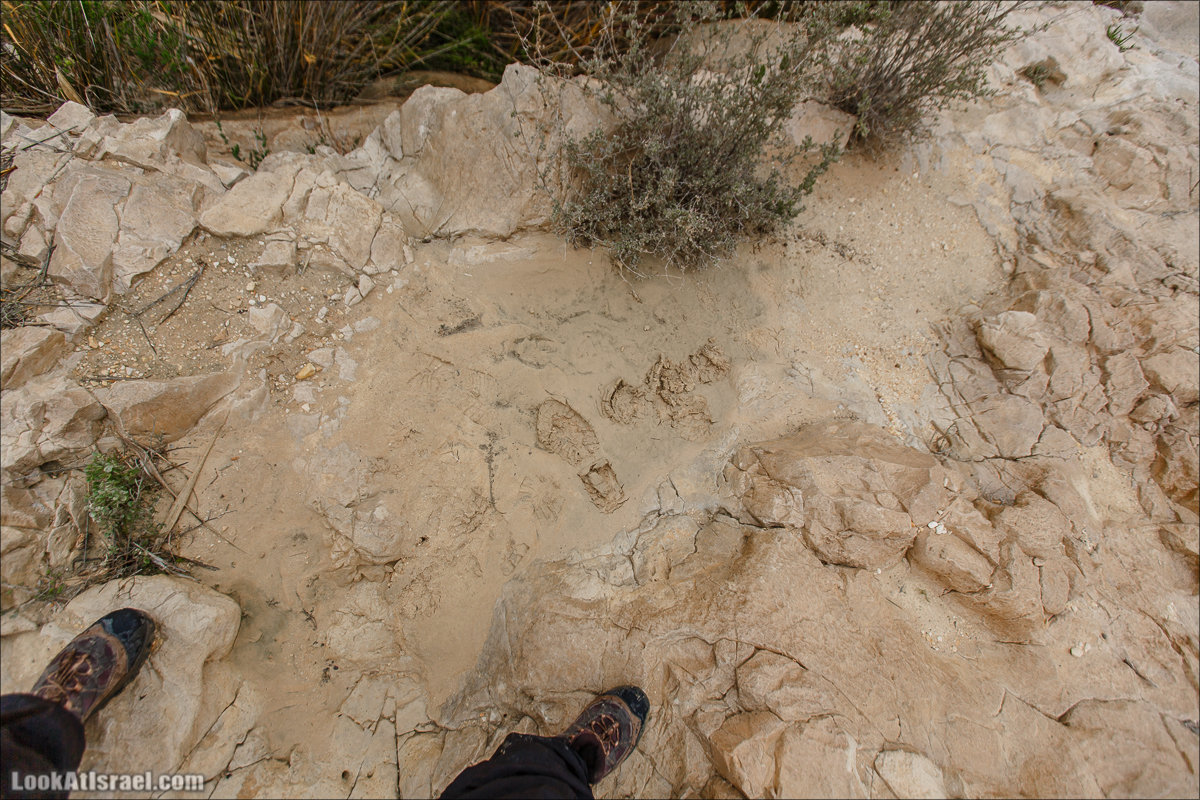 Ручей Акев и источник Эйн Акев в пустыне Негев. LookAtIsrael.com - Фото путешествия по Израилю