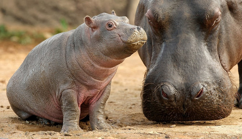 Baby-Hippo-Mama-Hippo