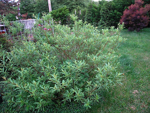 Black pussy willow bush.