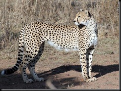 October 18 2012 Mother cheetah