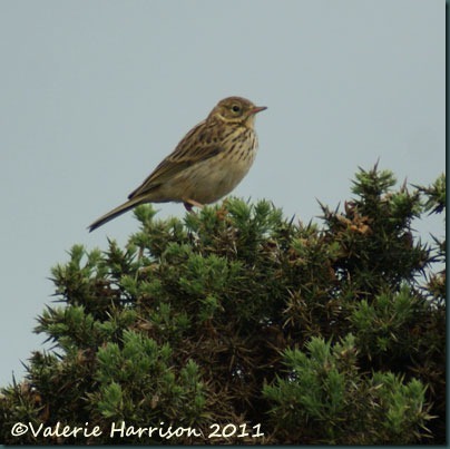 11-meadow-pipit